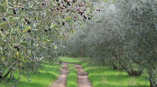 green olive grove