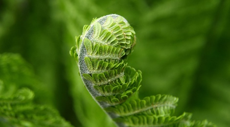 tree fern spiral in the secret garden