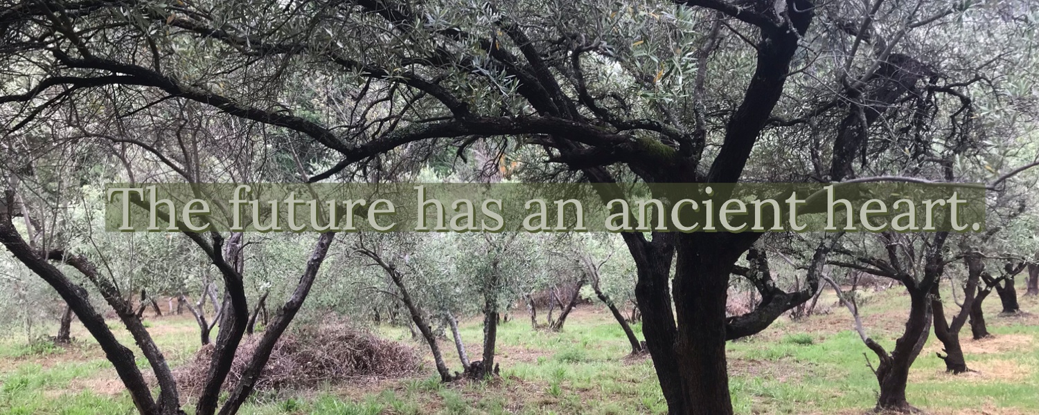 Olive Trees with an ancient heart