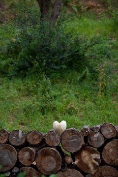 wooden heart on wooden wall